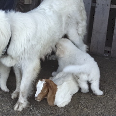 White mama dog standing in front of stall with big puppy nursing.  Neither one of them are paying attention to the baby goat lying underneath her.